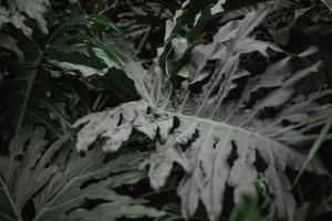 a close up of a large leafy plant jigsaw puzzle