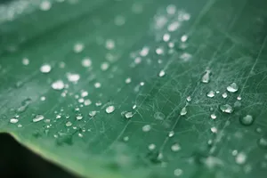 a close up of a green leaf with water drops jigsaw puzzle