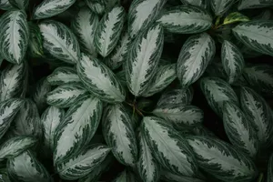 green dumb cane plants jigsaw puzzle