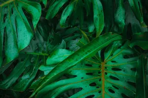 a close up of a green plant with lots of leaves jigsaw puzzle