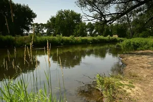 A calm river surrounded by green trees and tall grass. jigsaw puzzle