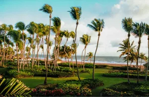 palm trees blowing in the wind on a beach jigsaw puzzle