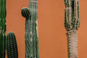 cactus plants jigsaw puzzle