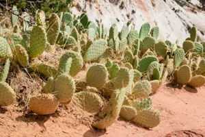 green cactus on brown sand during daytime jigsaw puzzle
