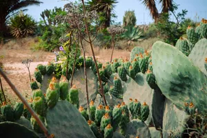 a cactus garden with many different types of plants jigsaw puzzle