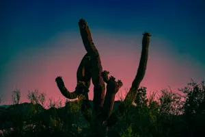 greyscale photography of cactus jigsaw puzzle