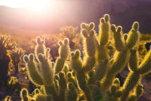 green cacti plants jigsaw puzzle