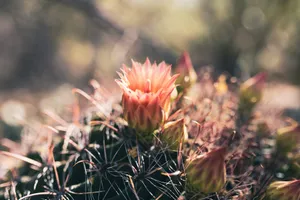 A close up of a small cactus plant jigsaw puzzle