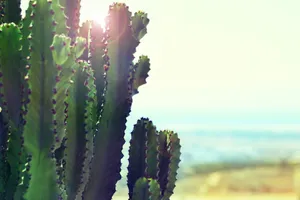 cacti near ocean during daytime jigsaw puzzle