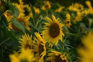 Sunflowers in a bright field. jigsaw puzzle