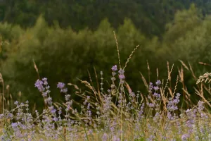 Purple lavender flowers and tall dry grass in a meadow with blurred trees. jigsaw puzzle