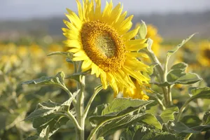 A large sunflower in a field of sunflowers jigsaw puzzle