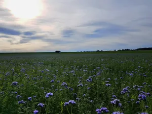 Field of purple flowers under a cloudy sky jigsaw puzzle
