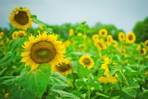 a large field of sunflowers with green leaves jigsaw puzzle