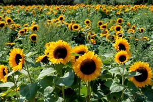 sunflower field during day time jigsaw puzzle