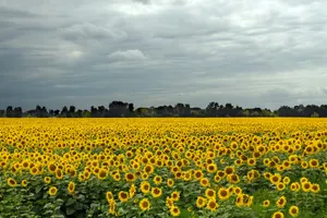 a large field of sunflowers under a cloudy sky jigsaw puzzle
