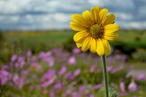 a yellow flower in a field of purple flowers jigsaw puzzle