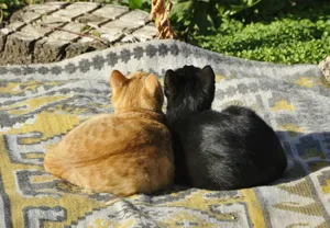 A couple of cats laying on top of a blanket jigsaw puzzle