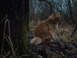 A cat sitting on the ground in the woods jigsaw puzzle