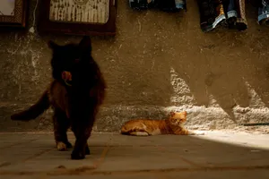 a couple of cats that are standing in the street jigsaw puzzle