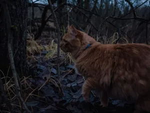 A cat walking in the woods at night jigsaw puzzle