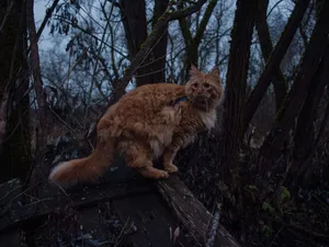 A cat sitting on a log in the woods jigsaw puzzle