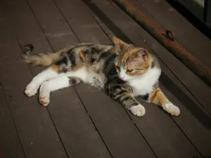 A calico cat laying on a wooden deck jigsaw puzzle