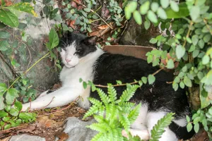 a black and white cat laying in a plant pot jigsaw puzzle