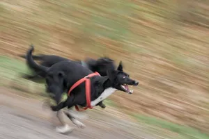 a couple of dogs running across a dirt road jigsaw puzzle