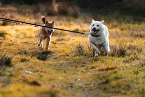 Two dogs running on a leash in a field jigsaw puzzle