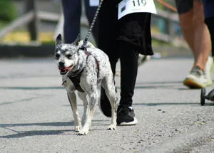 a dog on a leash being walked by a person jigsaw puzzle