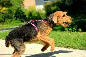 black and brown short coated dog running on road during daytime jigsaw puzzle