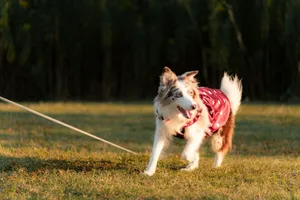 a dog wearing a red and white coat pulling a leash jigsaw puzzle