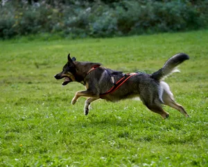 a dog running in a field jigsaw puzzle