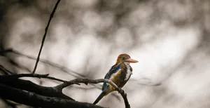blue and brown bird on tree branch jigsaw puzzle