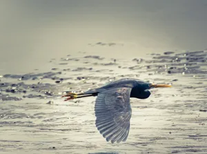 blue heron flying over the sea during daytime jigsaw puzzle