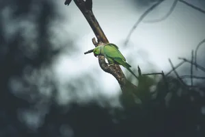green bird on brown tree branch jigsaw puzzle