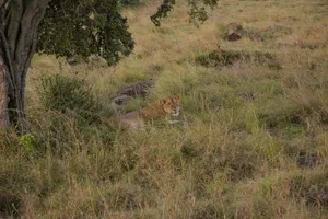 a lion lying in a grassy area jigsaw puzzle