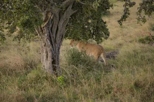 a lion in the grass jigsaw puzzle