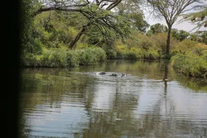 a group of ducks swimming in a pond surrounded by trees jigsaw puzzle