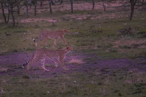 a group of cheetahs running in a field jigsaw puzzle