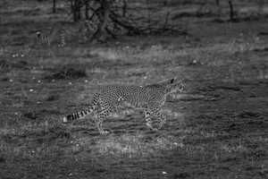 a cheetah walking in a field jigsaw puzzle