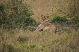 a lion lying in a grassy area jigsaw puzzle