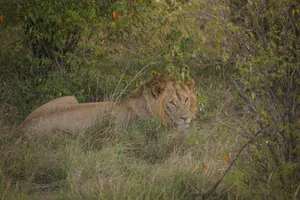 a couple of lions lying in the grass jigsaw puzzle
