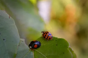 red and black ladybug on green leaf in close up photography during daytime jigsaw puzzle