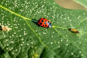 a couple of ladybugs sitting on top of a green leaf jigsaw puzzle