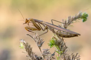 a close up of a grasshopper on a plant jigsaw puzzle