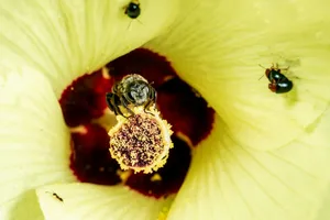 Bee and insects on a yellow flower jigsaw puzzle