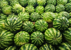 A pile of ripe watermelons with green stripes jigsaw puzzle