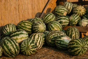 a pile of watermelons sitting on the ground jigsaw puzzle
